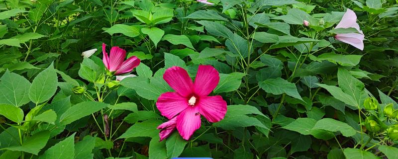 芙蓉葵的寓意，花语为早熟