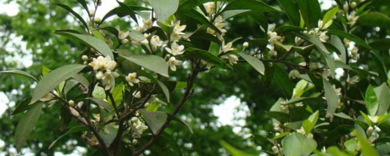 代代花的别名，具有酸橙等叫法