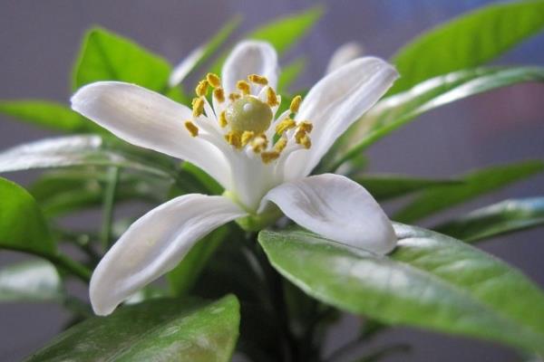 代代花的别名，具有酸橙等叫法