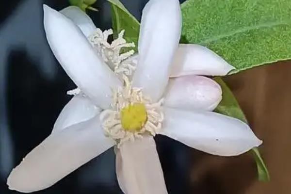 代代花的别名，具有酸橙等叫法