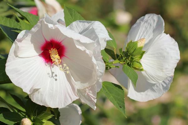 芙蓉葵的寓意，花语为早熟