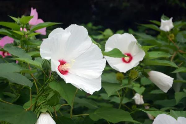 芙蓉葵的寓意，花语为早熟