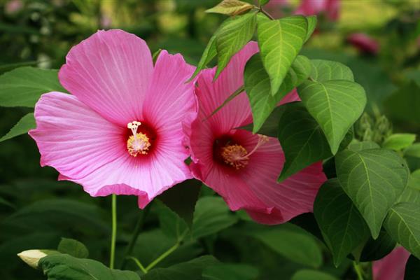 芙蓉葵的寓意，花语为早熟