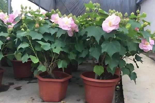 芙蓉葵的寓意，花语为早熟