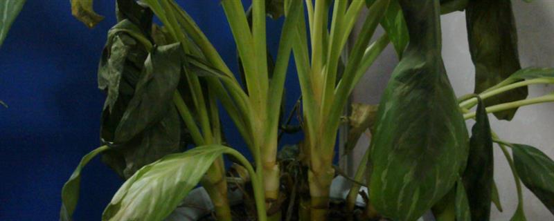 植物肥料过多枯萎怎么处理，可以用水冲洗