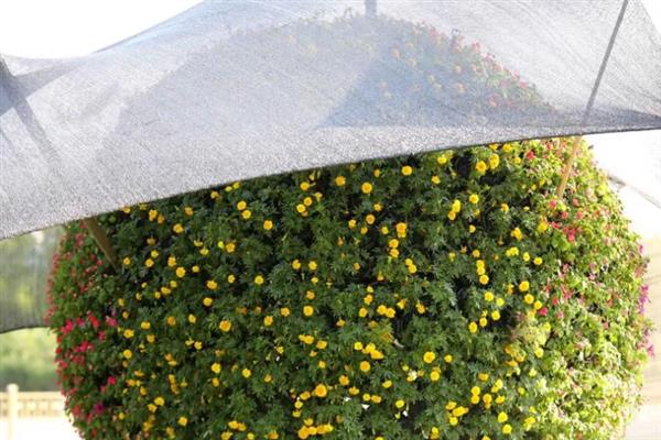 植物肥料过多枯萎怎么处理，可以用水冲洗