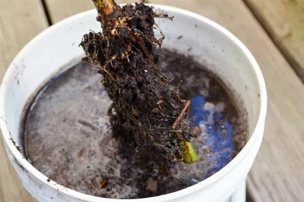 植物肥料过多枯萎怎么处理，可以用水冲洗