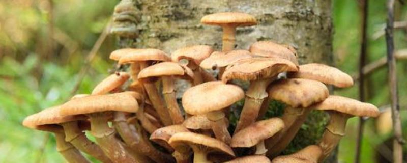 茶树菇的病虫害防治方法，可药剂防治或灯光诱杀