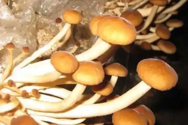 茶树菇的病虫害防治方法，可药剂防治或灯光诱杀