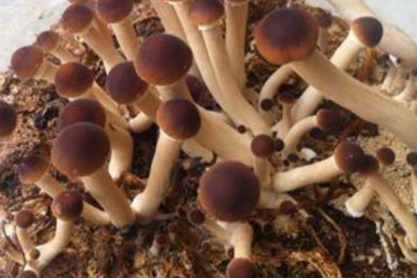 茶树菇的病虫害防治方法，可药剂防治或灯光诱杀