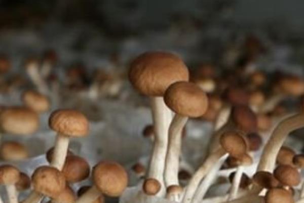 茶树菇的病虫害防治方法，可药剂防治或灯光诱杀