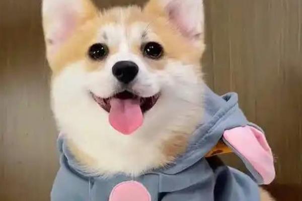 为什么柯基不胖，可能是疾病导致或消化功能差
