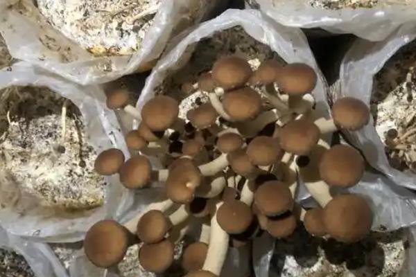 茶树菇的病虫害防治方法，可药剂防治或灯光诱杀