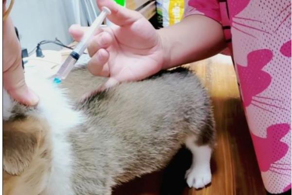 为什么柯基不胖，可能是疾病导致或消化功能差