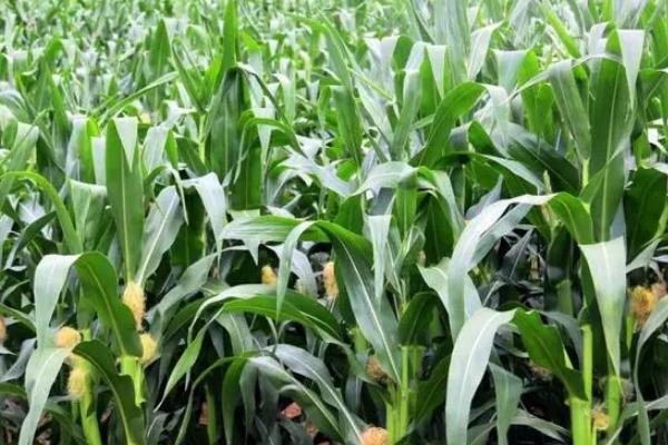 广良甜21号玉米种子简介，土壤温度稳定在12℃以上播种