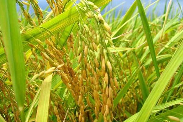 那丰2号水稻品种简介，桂中早稻3月15日前播种