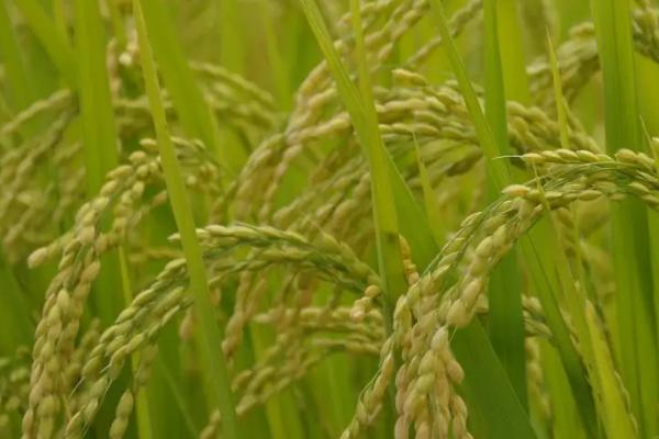 百优9918水稻种子特征特性，每亩大田用种量1.5公斤