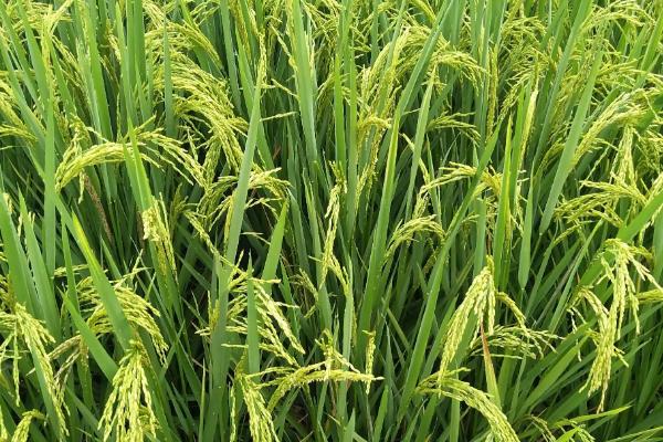 百优9918水稻种子特征特性，每亩大田用种量1.5公斤