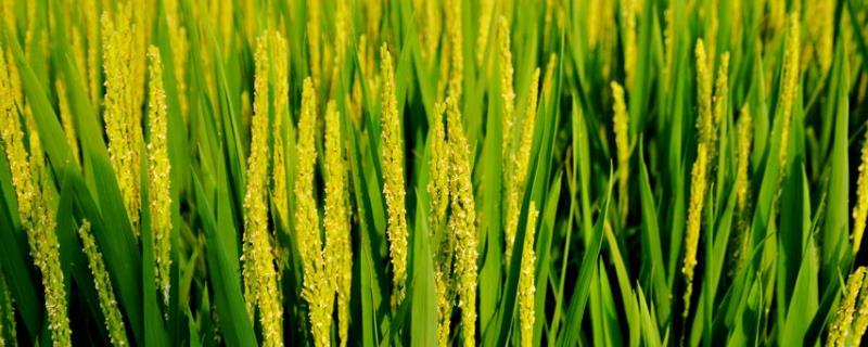 留香优又丝苗水稻种子特征特性，秧田亩播种量15公斤左右