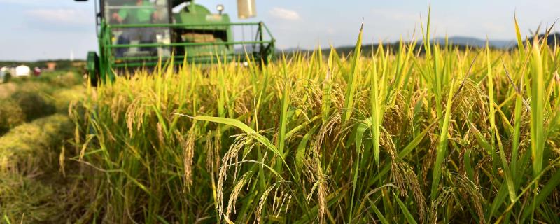 雅香优908水稻品种的特性，全生育期早稻平均118.5天