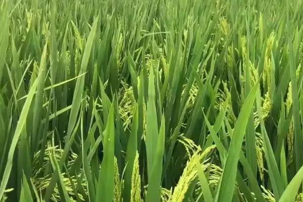 吉祥优福香占水稻品种简介，全生育期晚稻平均115.5天