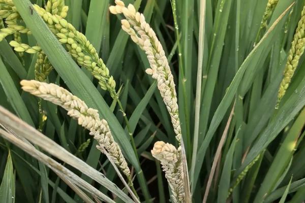 雅香优908水稻品种的特性，全生育期早稻平均118.5天