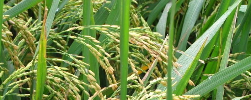桂田优8号水稻品种的特性，全生育期晚稻平均114.4天