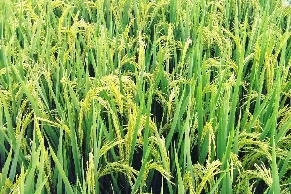 银象优309水稻种子介绍，全生育期早稻123.2天