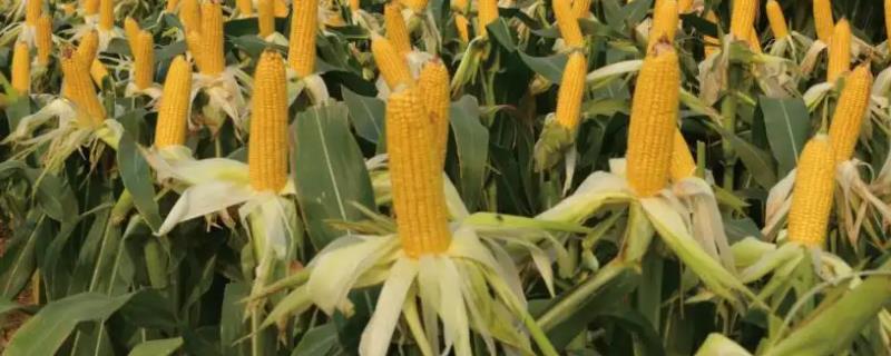 杰丰玉糯4号玉米品种的特性，春播宜在4月上中旬播种