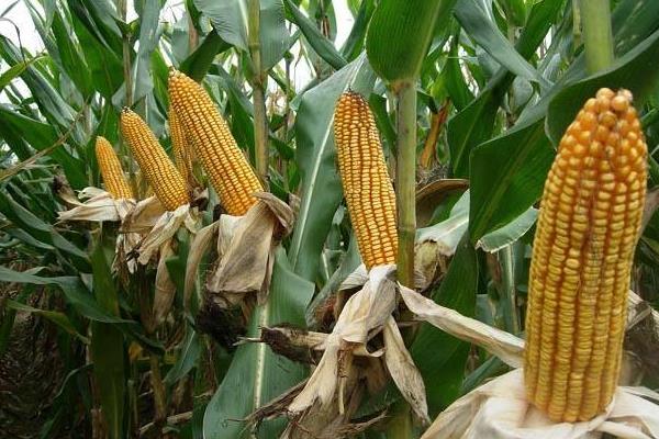 金玉531玉米种子特点，苗期注意防治地下害虫