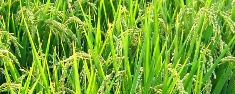 银象优309水稻种子介绍，全生育期早稻123.2天