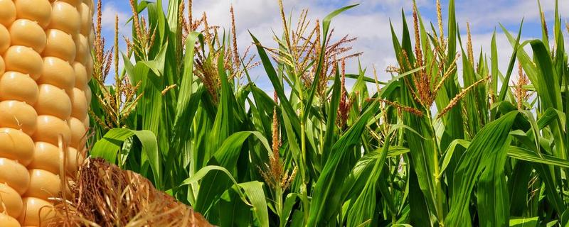 金玉531玉米种子特点，苗期注意防治地下害虫
