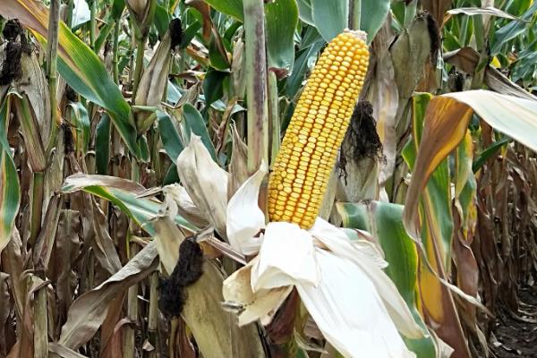 金玉531玉米种子特点，苗期注意防治地下害虫