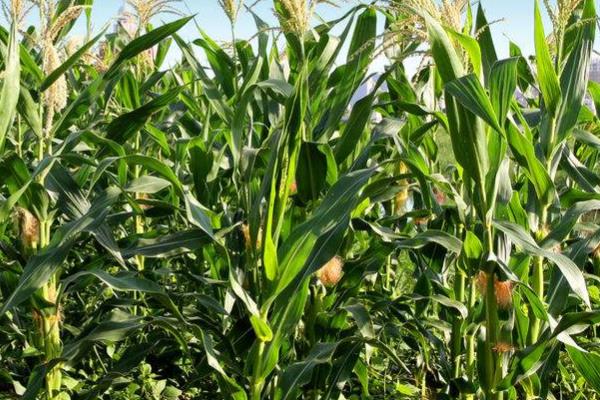 金玉531玉米种子特点，苗期注意防治地下害虫