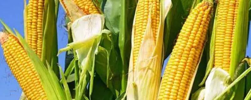 昇甜糯811玉米种子介绍，育苗移栽播种量一般每亩1千克