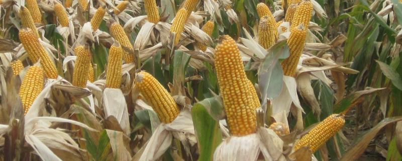 彩甜糯858玉米品种简介，基肥应每亩施50千克