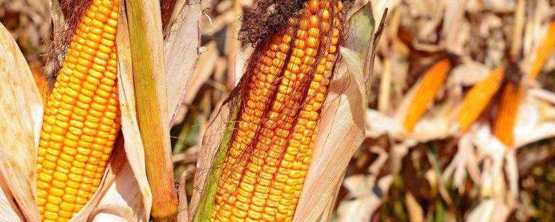 JQ2107玉米种子介绍,中抗腐霉茎腐病