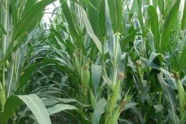 得意619玉米种子介绍，种植密度每亩4500株