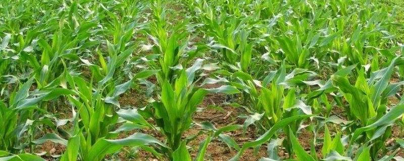 得意619玉米种子介绍，种植密度每亩4500株