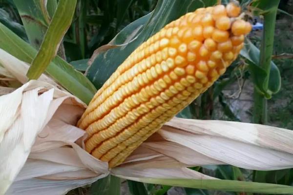 白甜糯九号玉米种子特征特性，4月中旬播种
