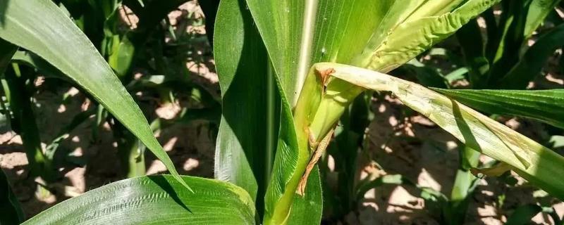 欣科2215玉米种子特点，4月末～5月中旬播种