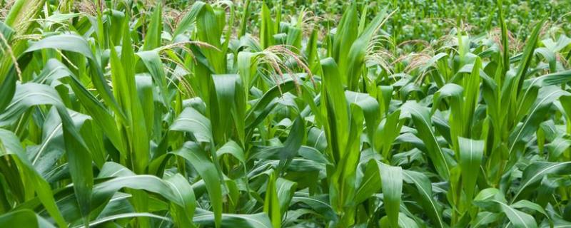 西蒙919玉米品种的特性，亩种植密度5000株