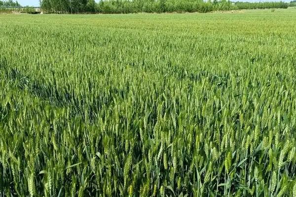 秋乐318小麦种子简介，每亩适宜基本苗15万—20万