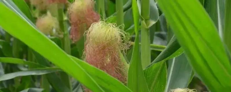 鸿翼1号玉米种子简介，中抗小斑病
