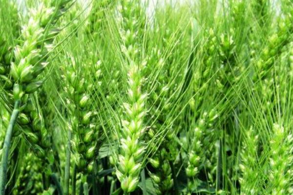 宁麦43小麦品种简介，每亩适宜基本苗15万—18万