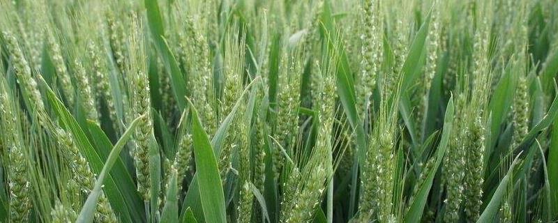 中金795小麦品种的特性，每亩适宜基本苗19万—22万