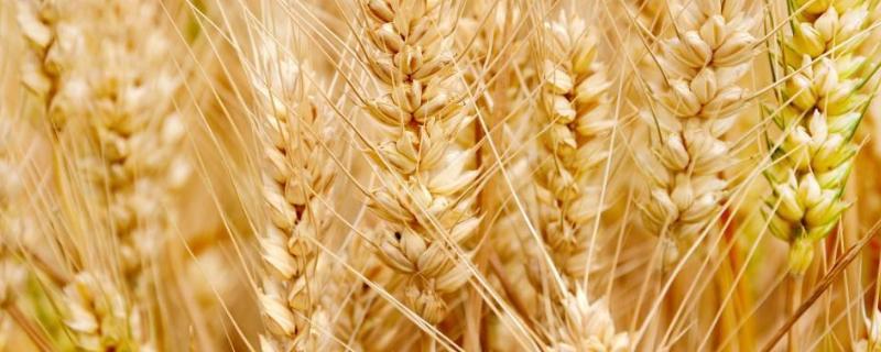 农乐608小麦品种的特性，与对照品种周麦18熟期相当
