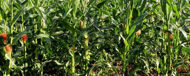 天玉912玉米品种简介，选择中等以上肥力地块种植