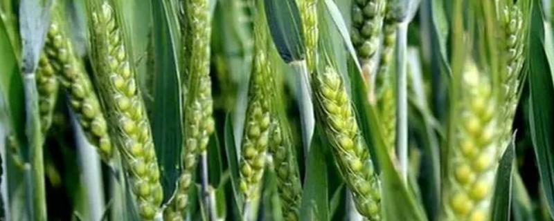 宁麦43小麦品种简介，每亩适宜基本苗15万—18万
