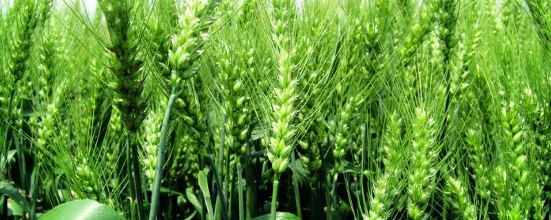 永丰201小麦品种的特性，每亩适宜基本苗18万—28万